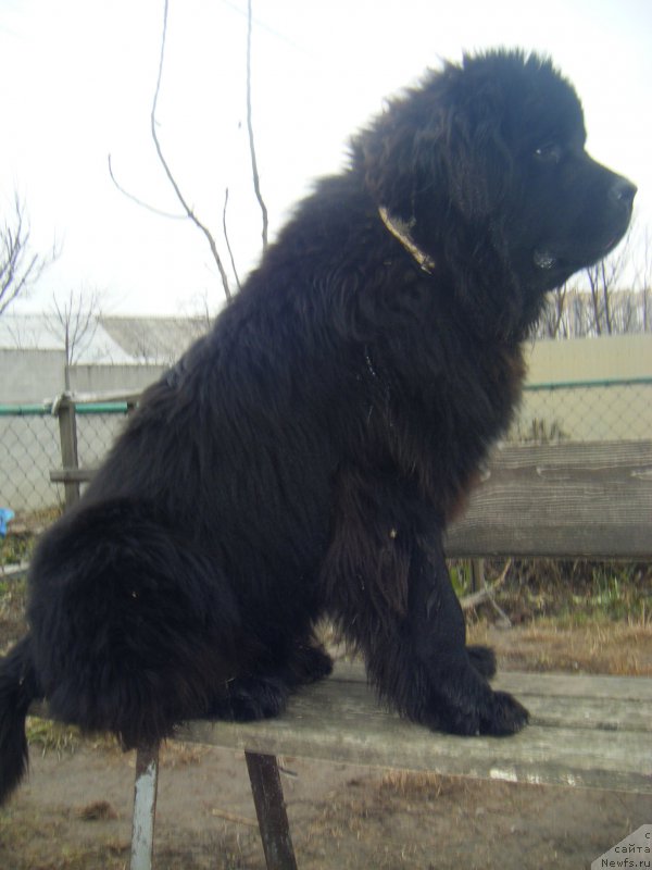 Фото: ньюфаундленд Farro Osman Super Mishka