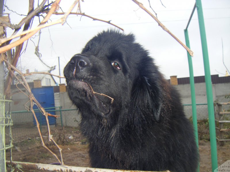 Фото: ньюфаундленд Farro Osman Super Mishka