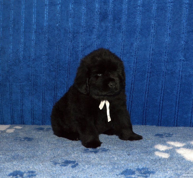 Фото: щенок кобель белая ленточка, 44 дня, ньюфаундленд I Follow The Sun de L'Etoile de Cyrice, +, ньюфаундленд Калина Красная из Антаграда