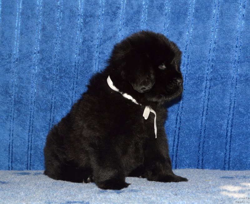 Фото: щенок кобель белая ленточка, 44 дня, ньюфаундленд I Follow The Sun de L'Etoile de Cyrice, +, ньюфаундленд Калина Красная из Антаграда