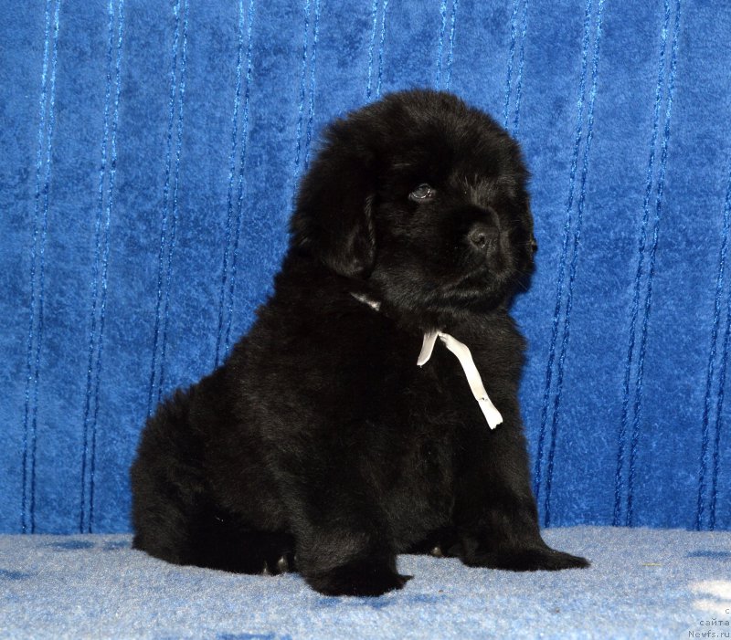 Фото: щенок кобель белая ленточка, 44 дня, ньюфаундленд I Follow The Sun de L'Etoile de Cyrice, +, ньюфаундленд Калина Красная из Антаграда