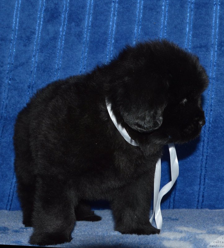 Фото: щенок кобель белая ленточка, 44 дня, ньюфаундленд I Follow The Sun de L'Etoile de Cyrice, +, ньюфаундленд Калина Красная из Антаграда