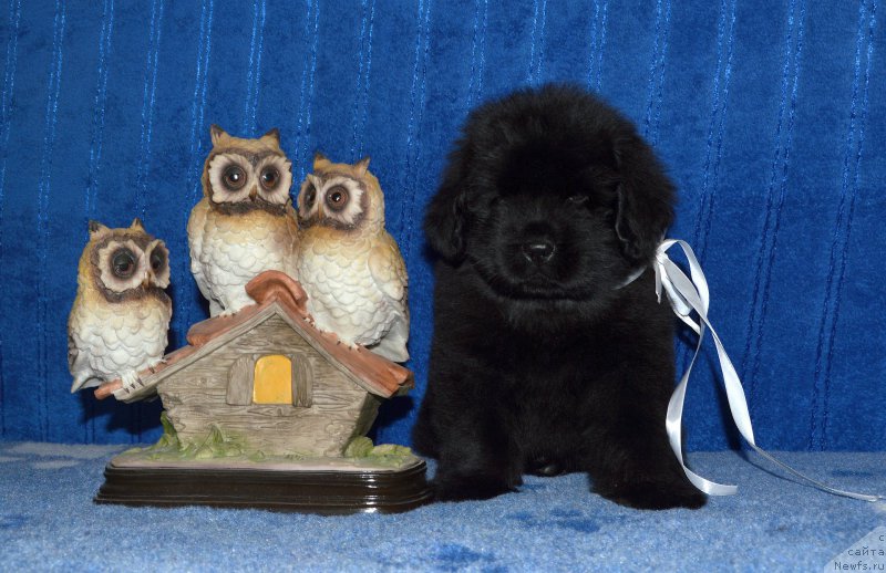 Фото: щенок кобель белая ленточка, 44 дня, ньюфаундленд I Follow The Sun de L'Etoile de Cyrice, +, ньюфаундленд Калина Красная из Антаграда