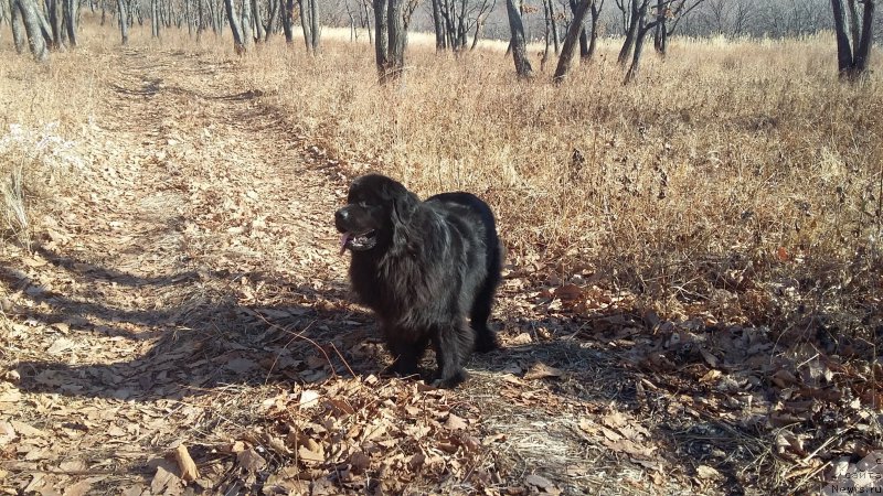 Фото: ньюфаундленд Несси Блэк с  Лесной Заимки