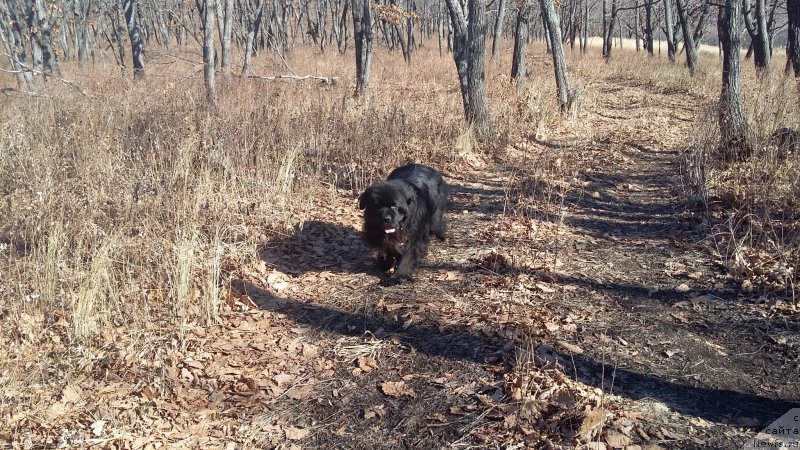 Фото: ньюфаундленд Супер Премиум Мерлин Монро