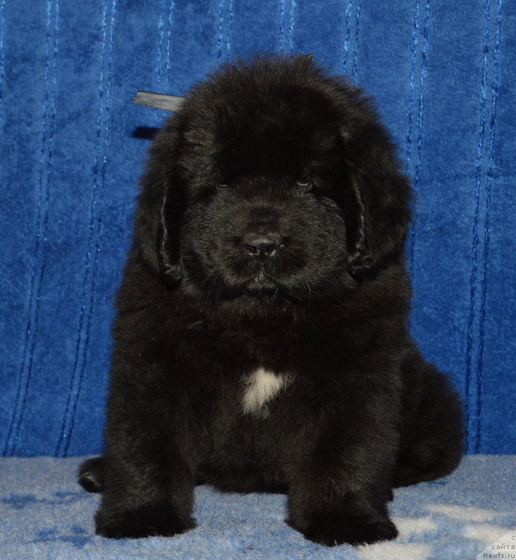 Фото: щенок кобель серая ленточка, 44 дня, ньюфаундленд I Follow The Sun de L'Etoile de Cyrice, +, ньюфаундленд Калина Красная из Антаграда