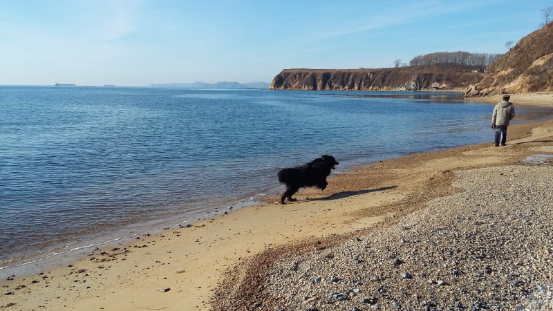 Фото: ньюфаундленд Несси Блэк с  Лесной Заимки