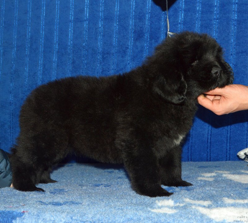 Фото: щенок кобель серая ленточка, 44 дня, ньюфаундленд I Follow The Sun de L'Etoile de Cyrice, +, ньюфаундленд Калина Красная из Антаграда