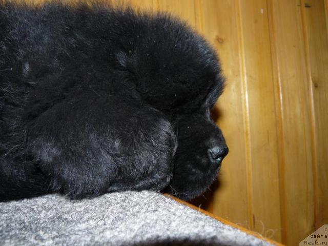 Фото: ньюфаундленд Пчёлкин Дом Весенний Вальс