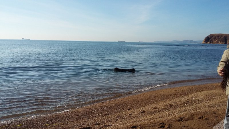 Фото: ньюфаундленд Несси Блэк с  Лесной Заимки