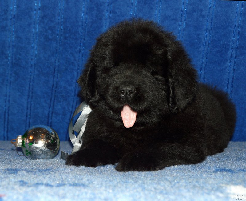 Фото: щенок кобель серая ленточка, 44 дня, ньюфаундленд I Follow The Sun de L'Etoile de Cyrice, +, ньюфаундленд Калина Красная из Антаграда