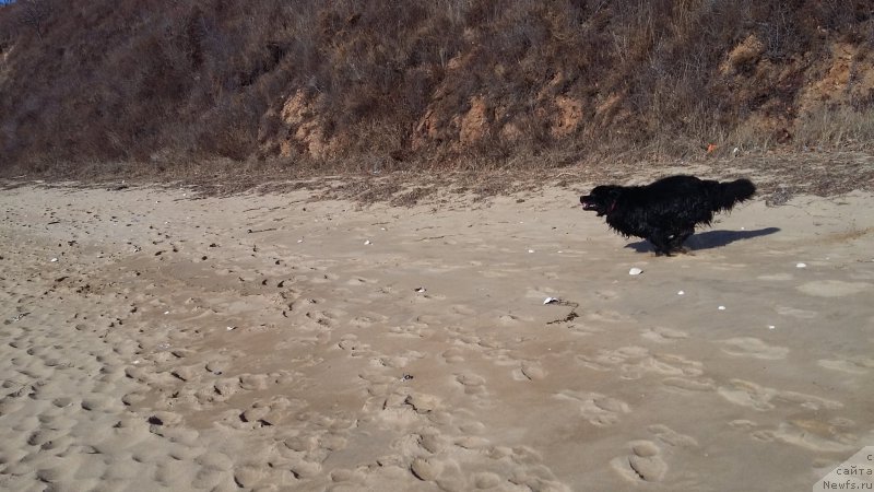 Фото: ньюфаундленд Несси Блэк с  Лесной Заимки