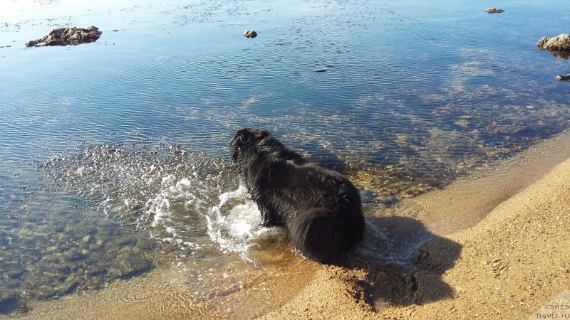 Фото: ньюфаундленд Несси Блэк с  Лесной Заимки