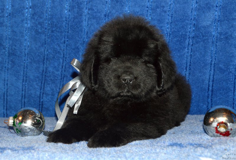 Фото: щенок кобель серая ленточка, 44 дня, ньюфаундленд I Follow The Sun de L'Etoile de Cyrice, +, ньюфаундленд Калина Красная из Антаграда