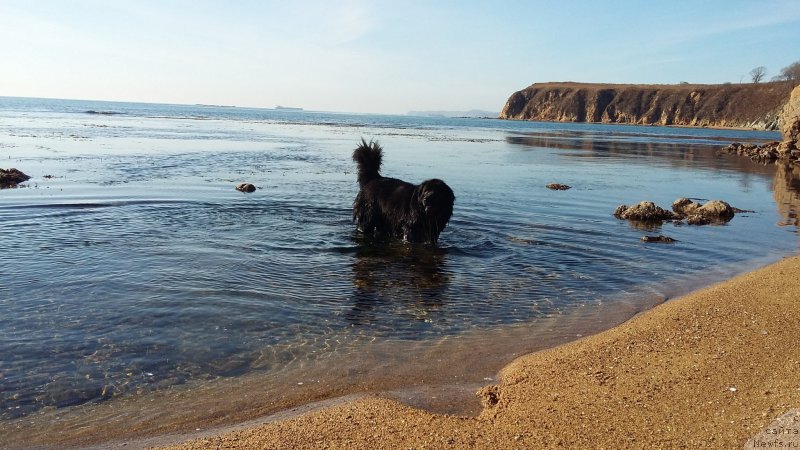 Фото: ньюфаундленд Несси Блэк с  Лесной Заимки