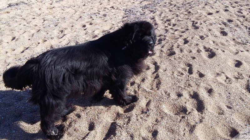 Фото: ньюфаундленд Супер Премиум Мерлин Монро