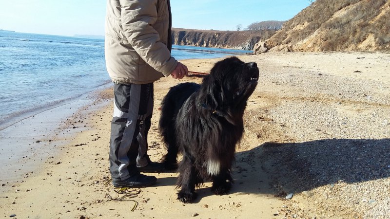 Фото: ньюфаундленд Супер Премиум Мерлин Монро