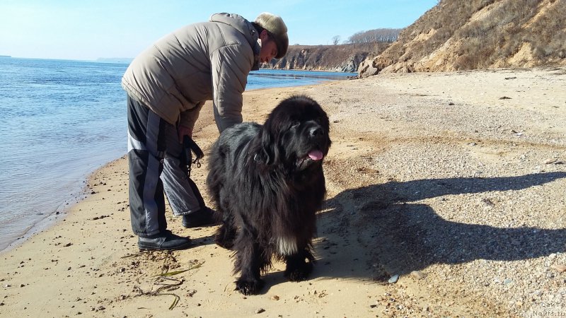 Фото: ньюфаундленд Супер Премиум Мерлин Монро