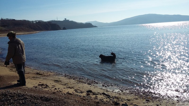 Фото: ньюфаундленд Несси Блэк с  Лесной Заимки