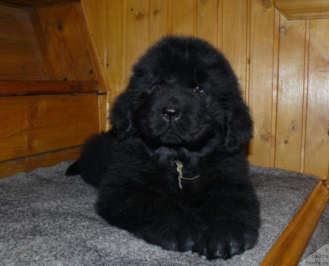 Фото: ньюфаундленд Пчёлкин Дом Весенний Вальс