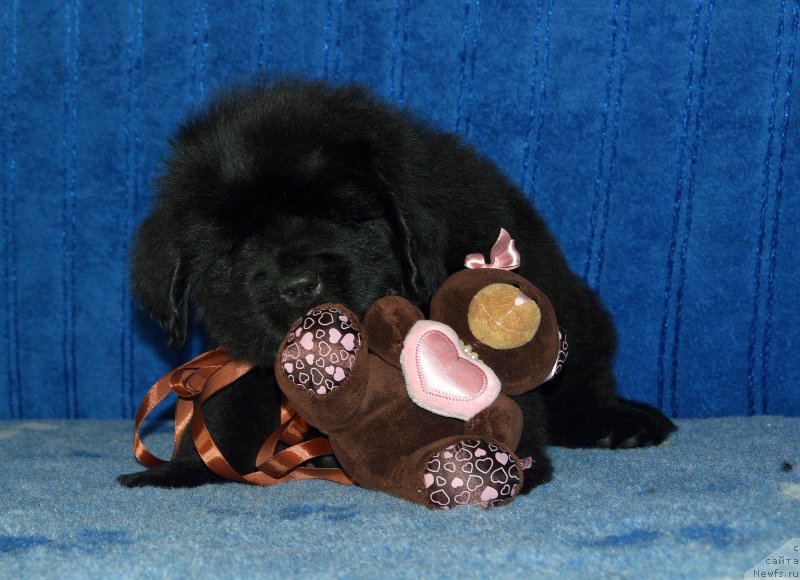 Фото: щенок кобель коричневая ленточка, 44 дня, ньюфаундленд I Follow The Sun de L'Etoile de Cyrice, +, ньюфаундленд Калина Красная из Антаграда