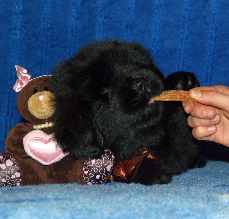 Фото: щенок кобель коричневая ленточка, 44 дня, ньюфаундленд I Follow The Sun de L'Etoile de Cyrice, +, ньюфаундленд Калина Красная из Антаграда