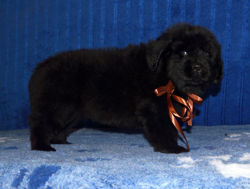 Фото: щенок кобель коричневая ленточка, 44 дня, ньюфаундленд I Follow The Sun de L'Etoile de Cyrice, +, ньюфаундленд Калина Красная из Антаграда