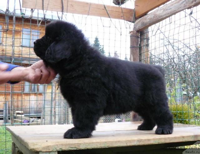 Фото: ньюфаундленд Пчёлкин Дом Весенний Вальс