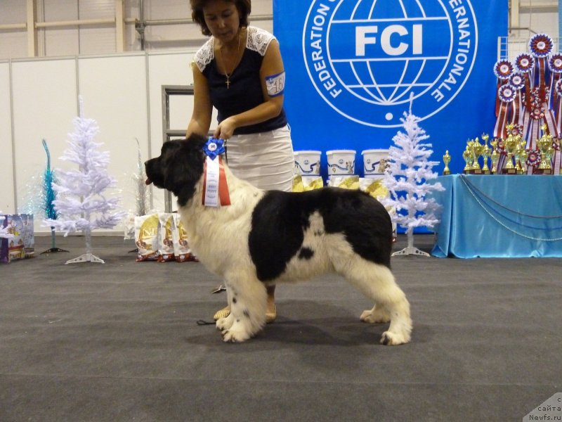 Фото: ньюфаундленд Kiss Princess Dreamblack