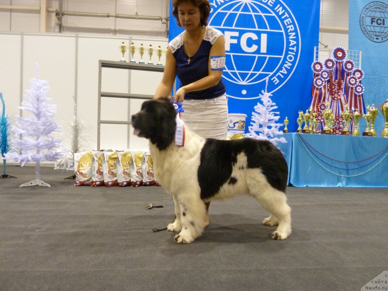 Фото: ньюфаундленд Kiss Princess Dreamblack