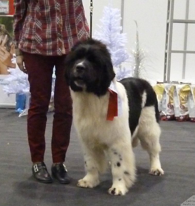 Фото: ньюфаундленд Kiss Princess Dreamblack