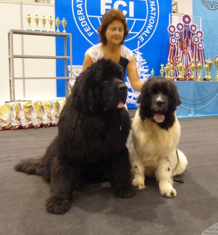 Фото: ньюфаундленд Kiss Princess Dreamblack, ньюфаундленд Rose Wanted Impressing Stunningly