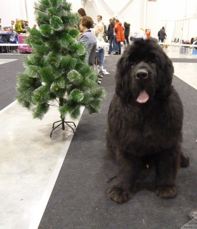 Фото: ньюфаундленд Rose Wanted Impressing Stunningly