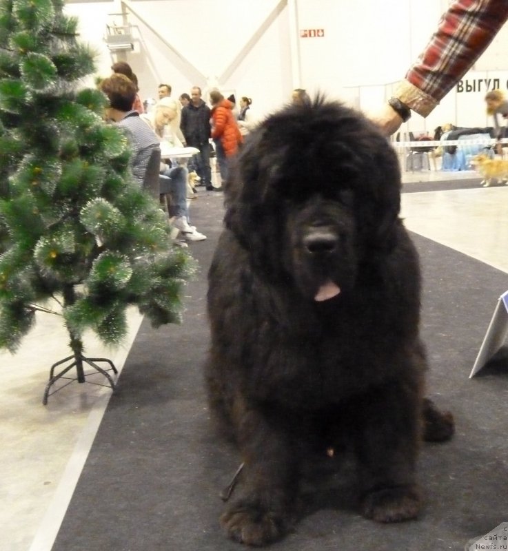 Фото: ньюфаундленд Rose Wanted Impressing Stunningly