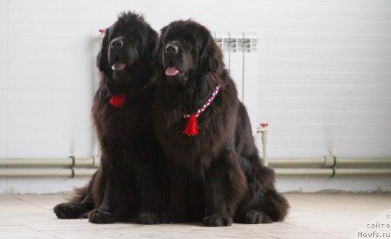 Фотография № 197562