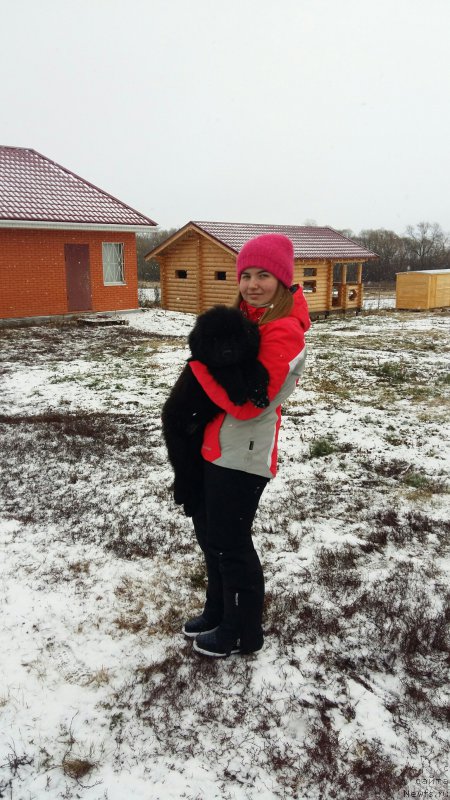 Фото: ньюфаундленд Моя Стихия Лексус