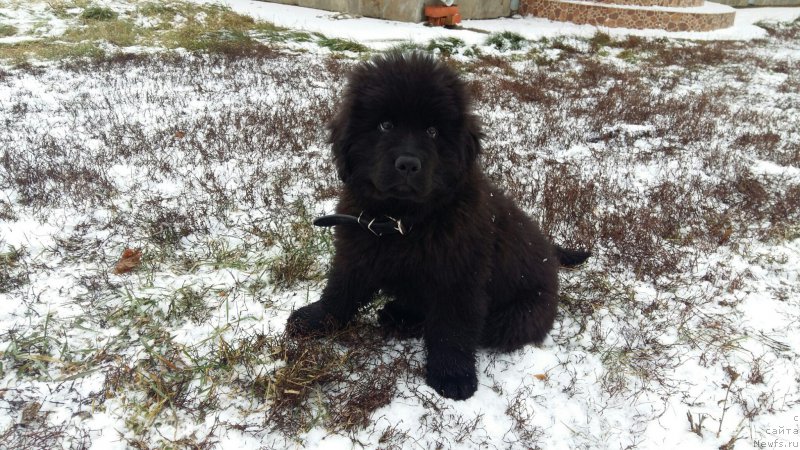 Фотография № 197564