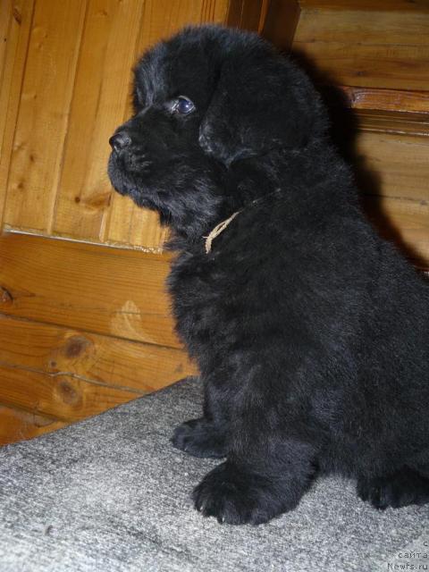 Фото: ньюфаундленд Пчёлкин Дом Вениамин (Pchiolkin Dom Veniamin)