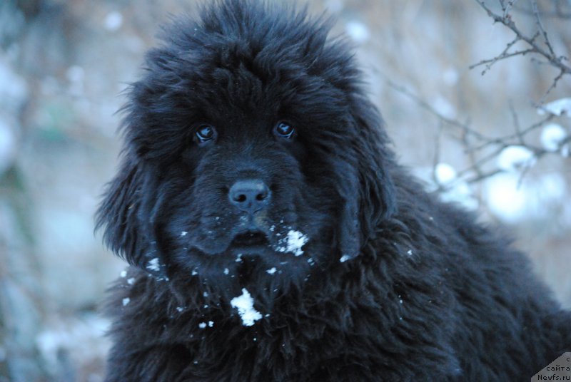 Фотография № 197573