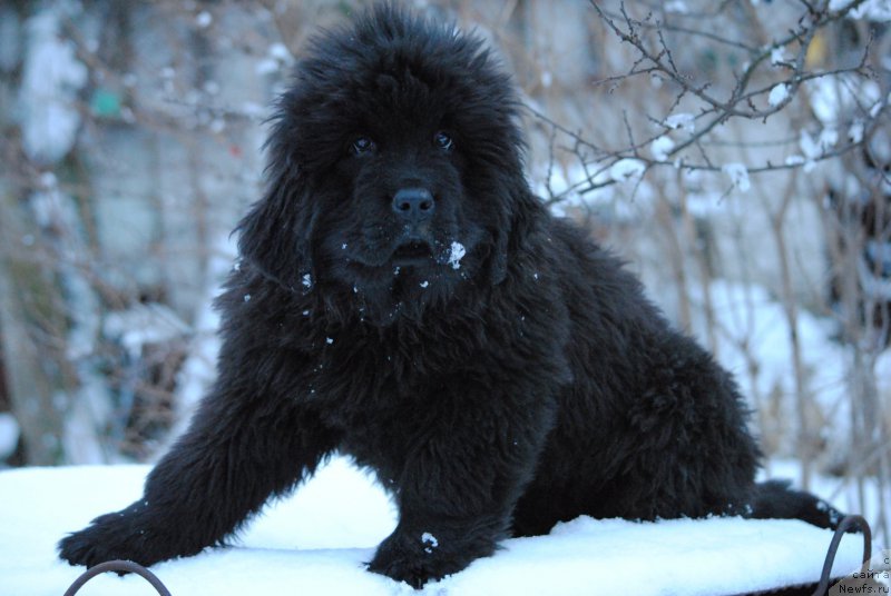 Фотография № 197574