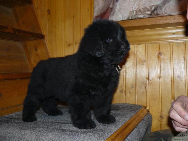 Фото: ньюфаундленд Пчёлкин Дом Вениамин (Pchiolkin Dom Veniamin)