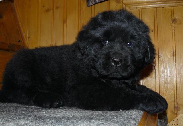 Фото: ньюфаундленд Пчёлкин Дом Вивальди