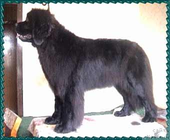 Фото: ньюфаундленд Aqua from Bomberland