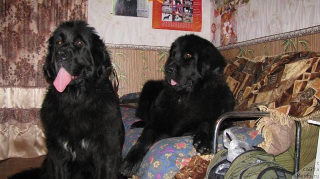 Фото: ньюфаундленд Сангрия, ньюфаундленд Цацыба Лав оф Овация