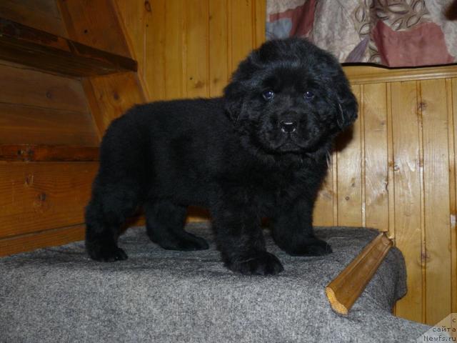 Фото: ньюфаундленд Пчёлкин Дом Вивальди