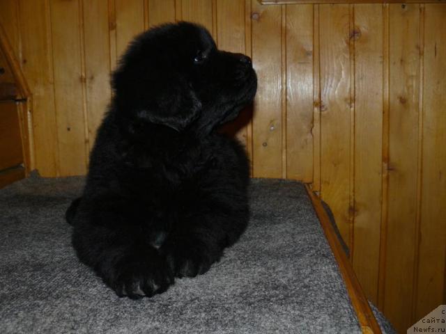 Фото: ньюфаундленд Пчёлкин Дом Верба