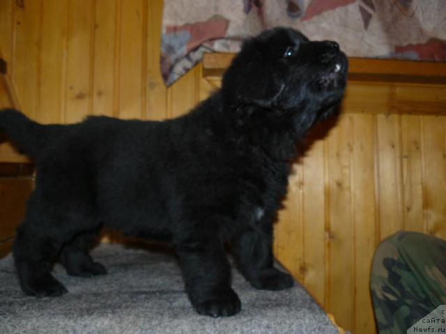 Фото: ньюфаундленд Пчёлкин Дом Верба