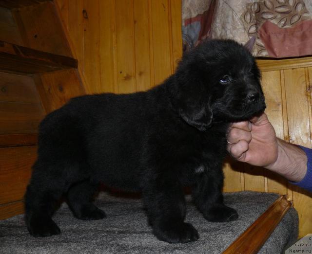 Фото: ньюфаундленд Пчёлкин Дом Верба