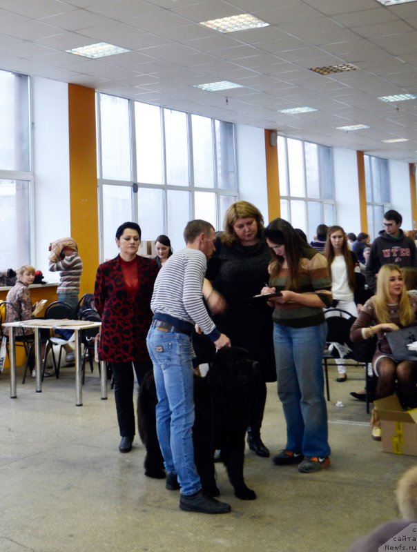 Фото: ньюфаундленд Браунблад МСК Харрикейн Хиггенс (Brownblood MSK Harricane Higgins)