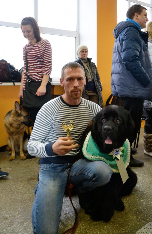 Фото: ньюфаундленд Браунблад МСК Харрикейн Хиггенс (Brownblood MSK Harricane Higgins)